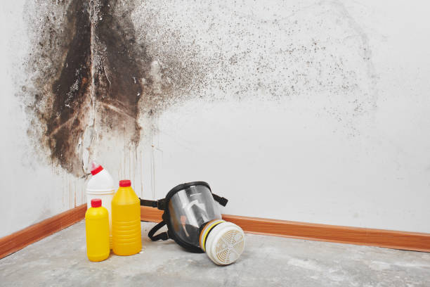 Best Insurance-Related Mold Remediation in Ridgemark, CA