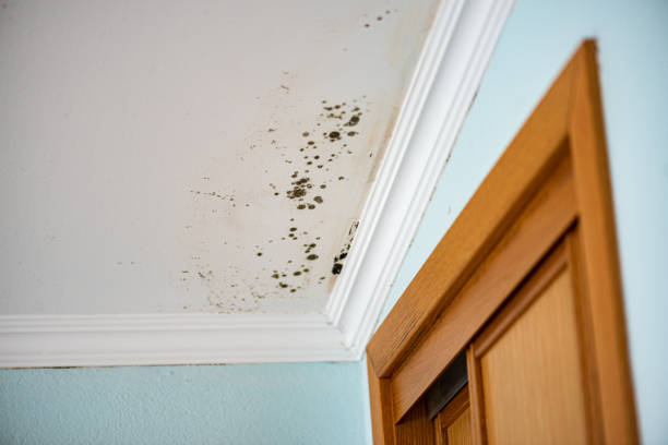 Best Preventive Mold Services in Ridgemark, CA