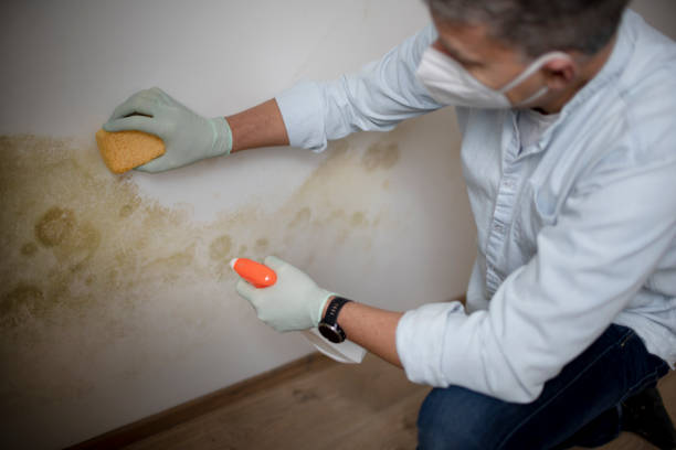 Professional Mold Remediation in Ridgemark, CA