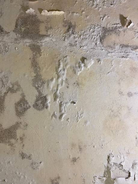 Best Crawl Space Mold Remediation in Ridgemark, CA