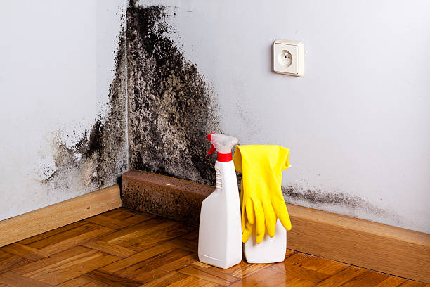 Best Attic Mold Remediation in Ridgemark, CA