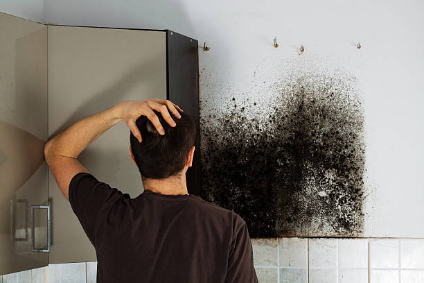 Best Basement Mold Remediation in Ridgemark, CA