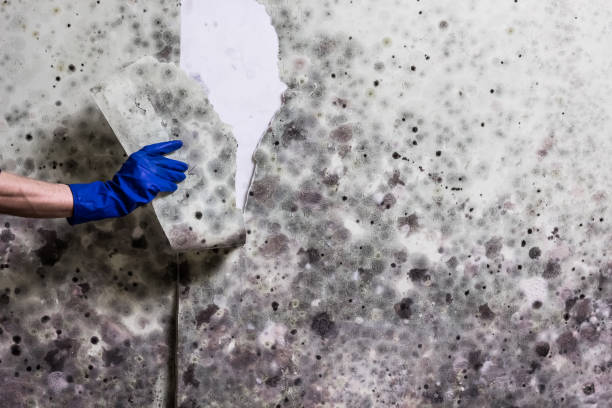 Best Mold Testing and Inspection Services in Ridgemark, CA