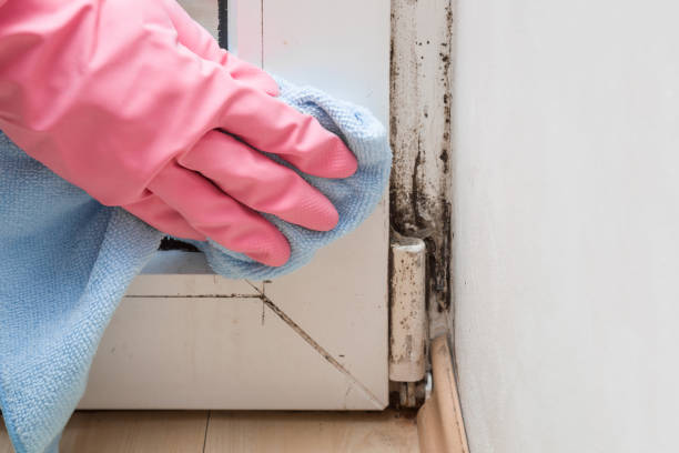 Best Black Mold Remediation in Ridgemark, CA